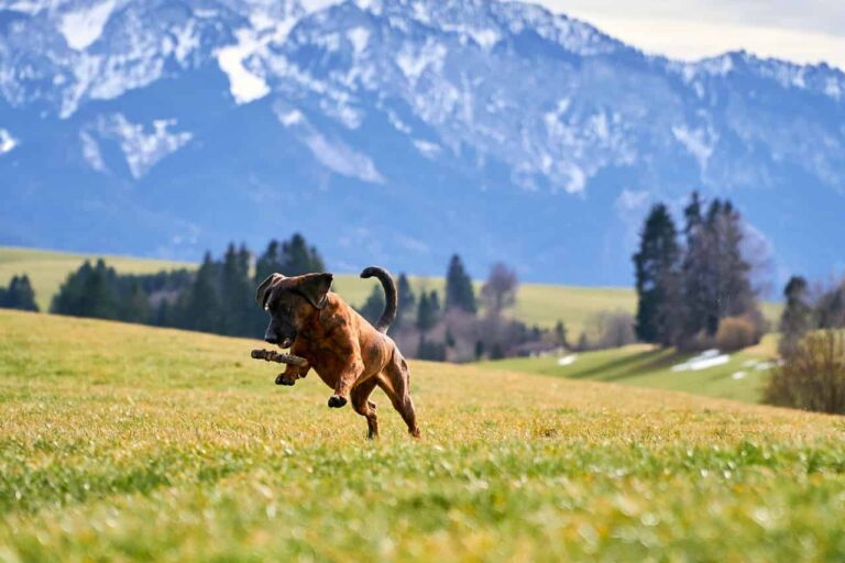 Come incominciare a fare trekking? 10 Cane in montagna