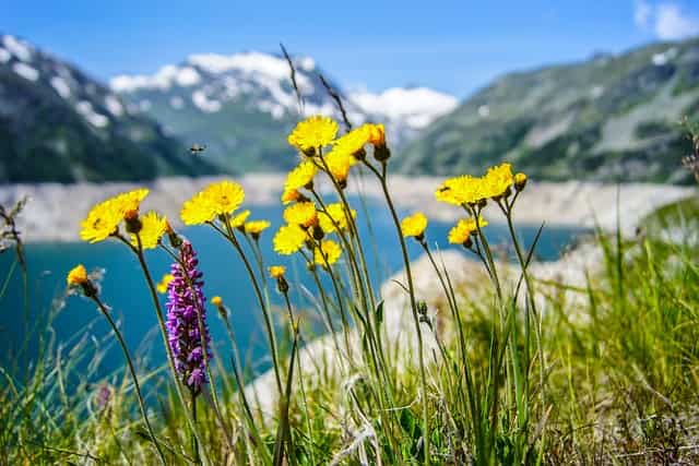 flowers gd6a4c358c 640 1