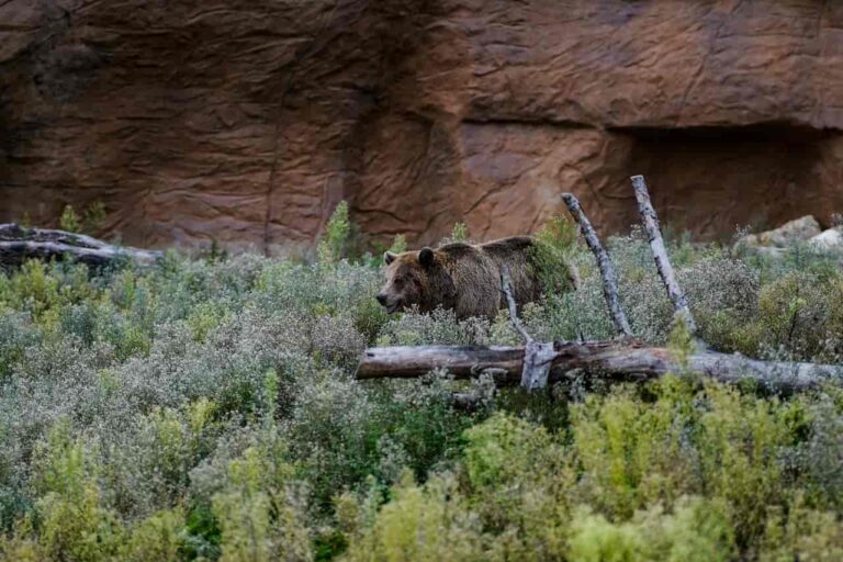 Trekking e animali selvatici: come comportarsi in natura 10 Trekking e animali selvatici