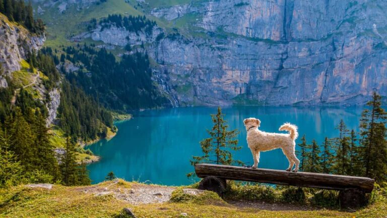 Trekking con il cane: tutto quello che devi sapere 22 Trekking con il cane: tutto quello che devi sapere