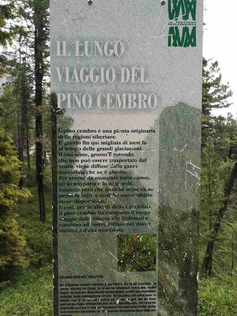 Meraviglie Floreali lungo il Sentiero verso le Torri del Vajolet: Scopri i Fiori Lungo il Percorso! 20 IMG 20230802 103850