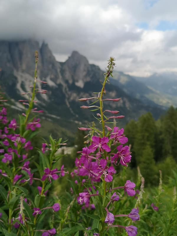 Meraviglie Floreali lungo il Sentiero verso le Torri del Vajolet: Scopri i Fiori Lungo il Percorso! 2 "Meraviglie Floreali lungo il Sentiero verso le Torri del Vajolet: Scopri i Fiori Lungo il Percorso!"