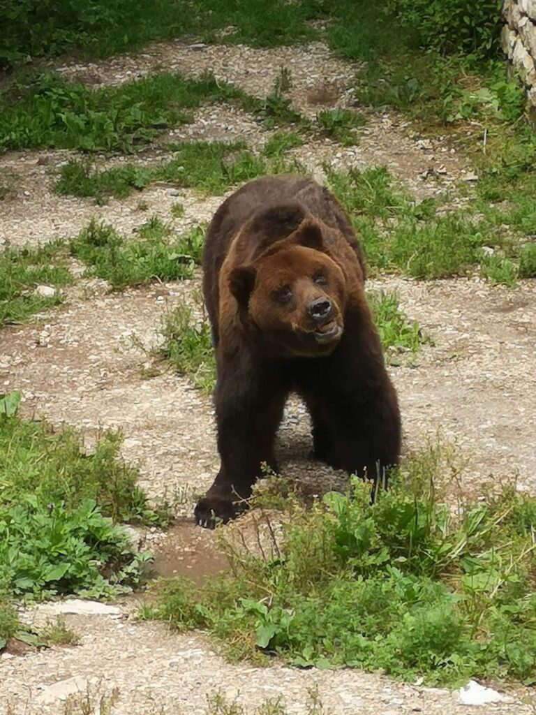Escursione al Santuario di San Romedio, l'orso e il sentiero nella roccia 6 orso San Romedio