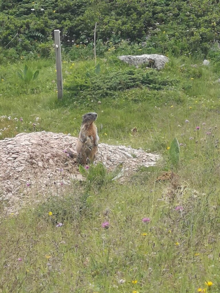 La forra del Rio Novella e il monte Peller, la montagna delle Marmotte 10 marmotta