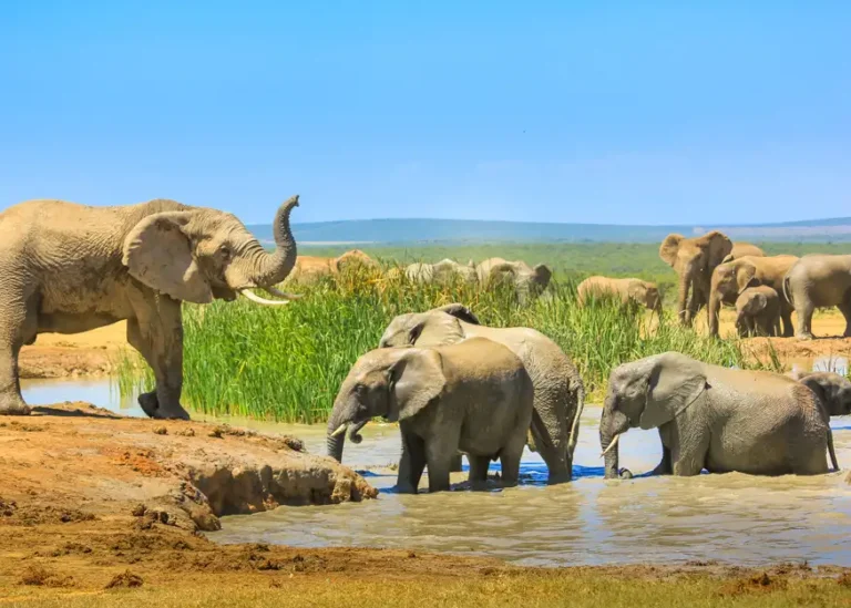 HIGHLIGHTS LE MERAVIGLIE DEL SUDAFRICA 2025-26 12 Sud Africa