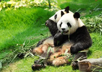 MERAVIGLIE DELLA CINA & PANDA GIGANTI 2025-26 15 MERAVIGLIE DELLA CINA & PANDA GIGANTI
