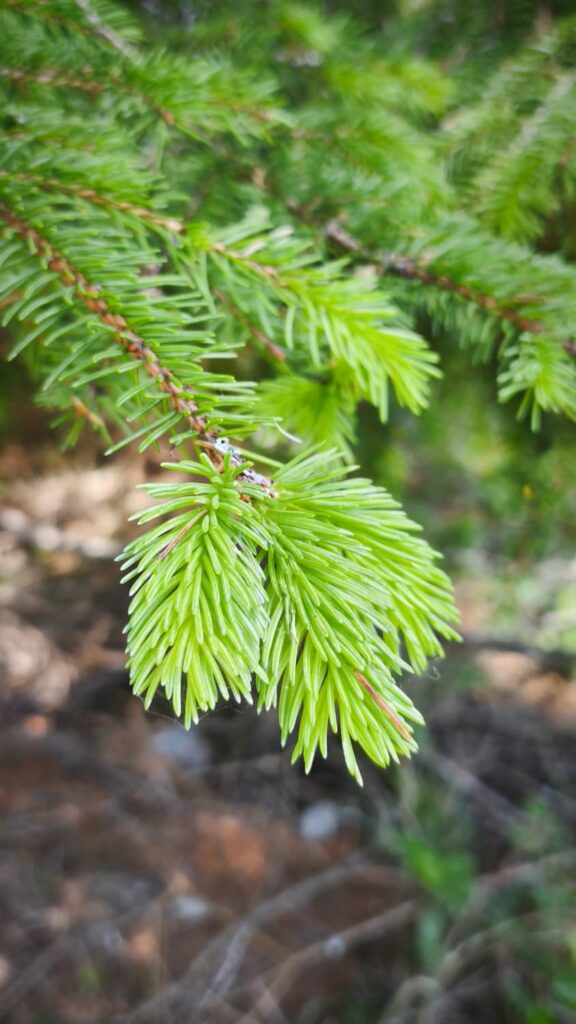 I Segreti del Bosco, L'Abete Rosso e l'Inganno della "Finta Pigna" 2 Abete rosso