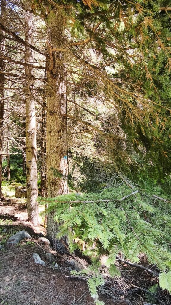 I Segreti del Bosco, L'Abete Rosso e l'Inganno della "Finta Pigna" 3 Abete rosso