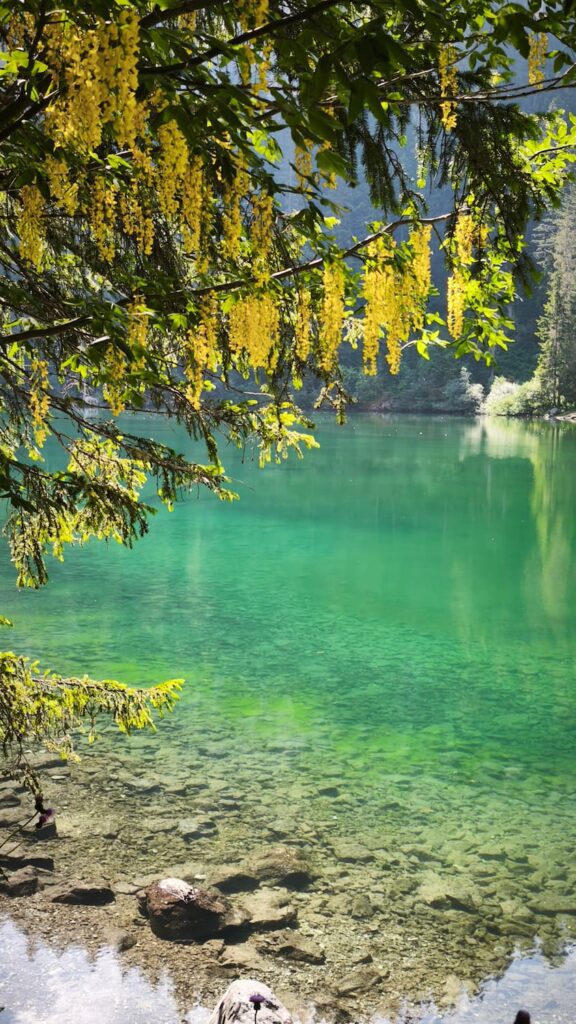 Il Maggiociondolo (Laburnum anagyroides): l'oro dei boschi montani 1 Maggiociondolo