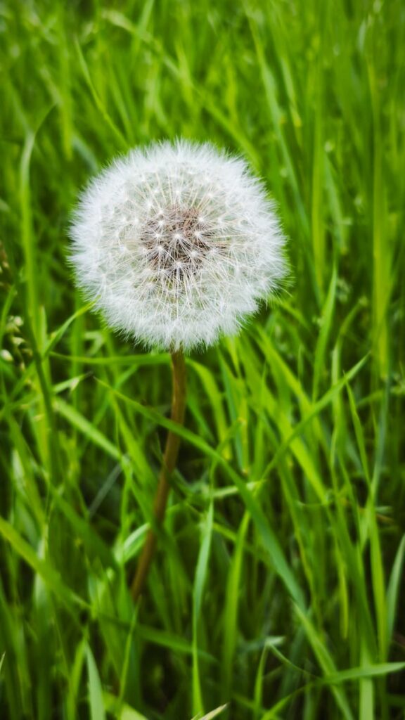 Il Tarassaco e il Segreto del Soffione, Magia e Scienza nei Prati Italiani 1 Il Tarassaco e il Segreto del Soffione