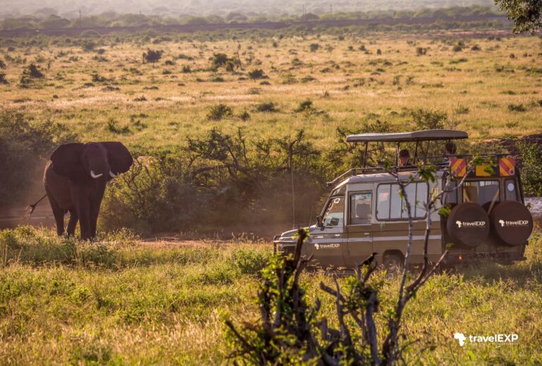 (Tanzania) Sotto il Cielo Dorato: Un Safari Esclusivo