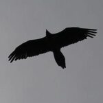 Come riconoscere l'aquila reale 3 Gipeto