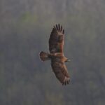 Come riconoscere l'aquila reale 2 Poiana