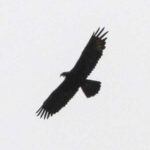 Come riconoscere l'aquila reale 1 aquila-reale
